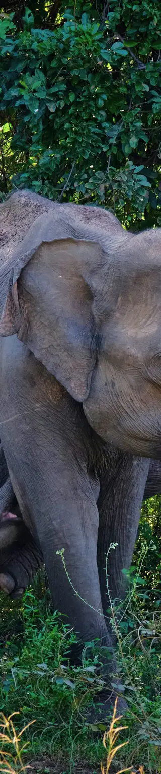 Entdecke Büffel, Elefanten und Leoparden im wunderschönen Udawalawe National Park